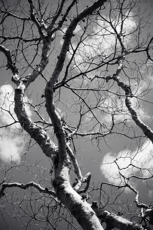 Free Dramatic black and white photo of twisted tree branches reaching into a cloudy sky. Stock Photo