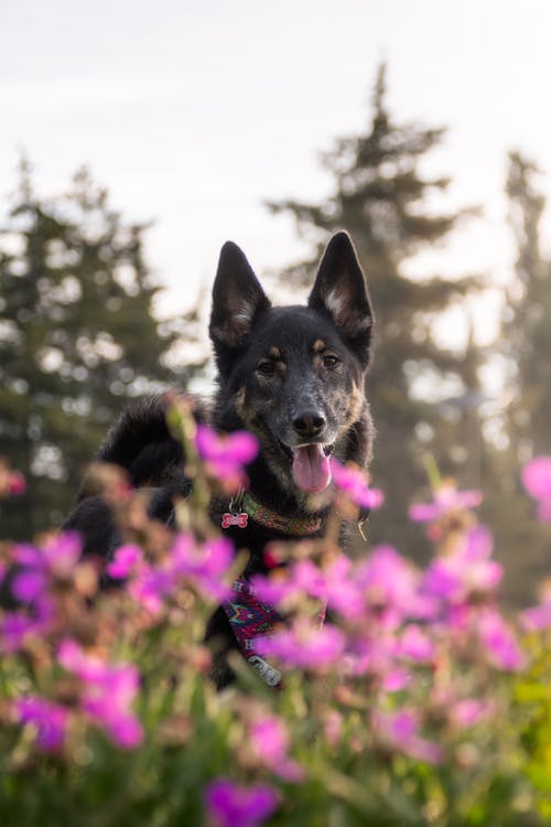 Gratis arkivbilde med dyrefotografering, hund, kjæledyr