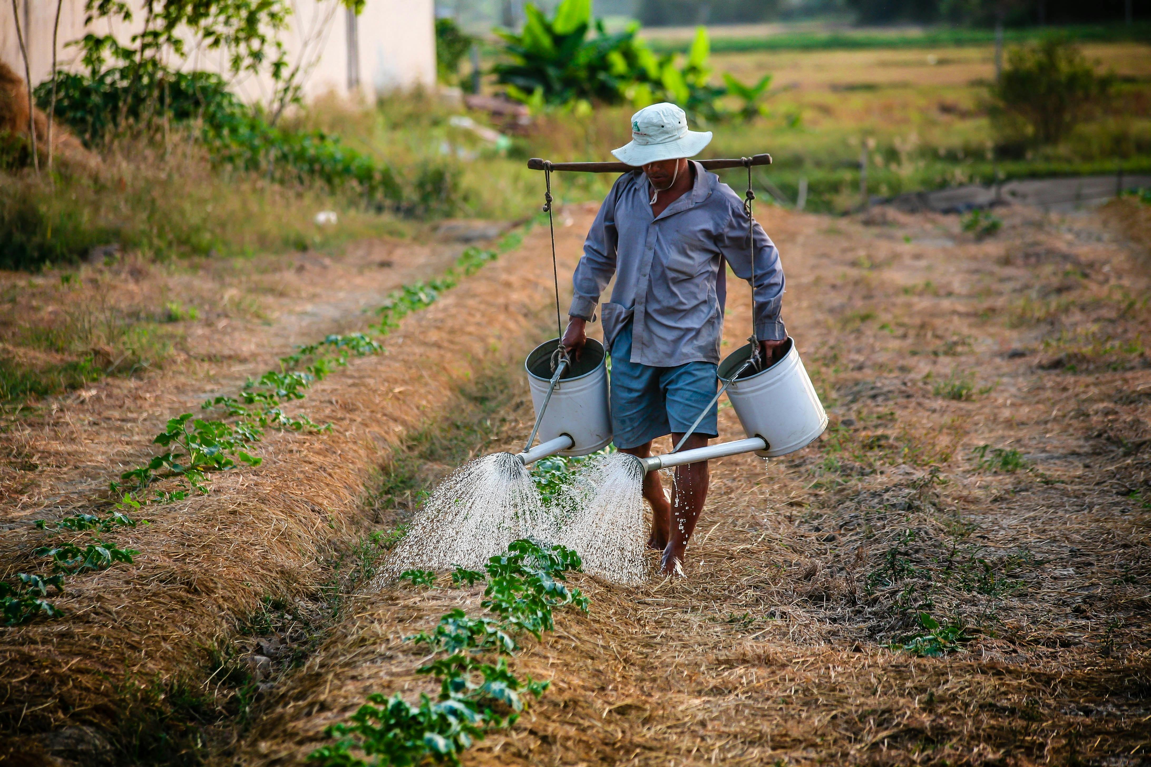 Farmer watering the plants | Photo: Pexels