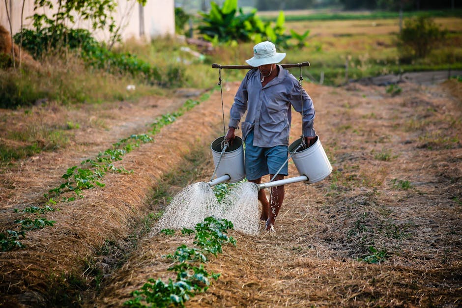 Man Watering the Plant during Daytime