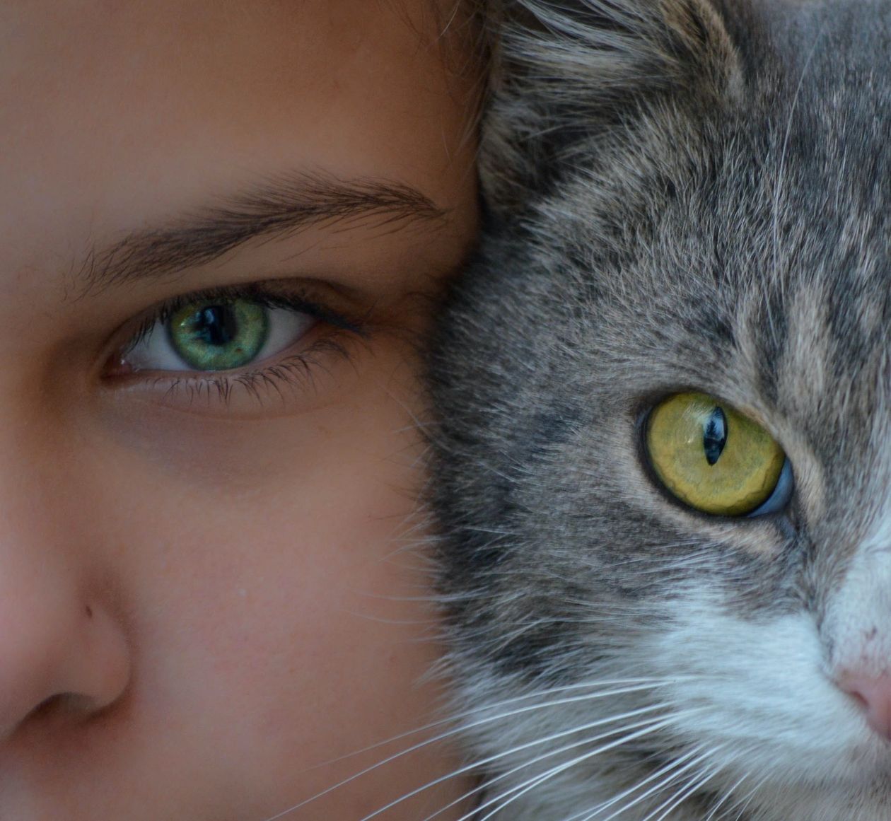 Close dos olhos de uma menina e de um gato, frente a frente