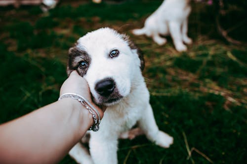Close-up of Woman Petting a Puppy 