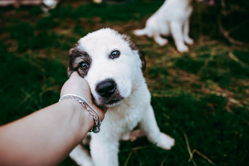 Sahibinin elini yalayan sevimli bir yavru köpek