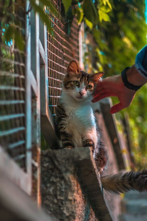 Free A friendly cat being gently stroked next to a fence outdoors. Perfect for pet photography enthusiasts. Stock Photo