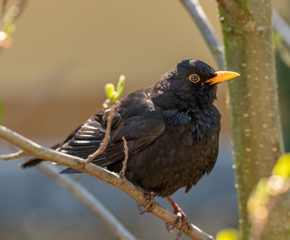 Free stock photo of animal, avian, beak