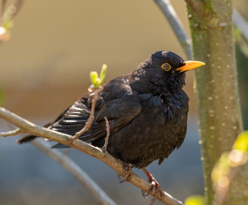 Free Detailed shot of a blackbird on a branch, showcasing beautiful plumage. Stock Photo