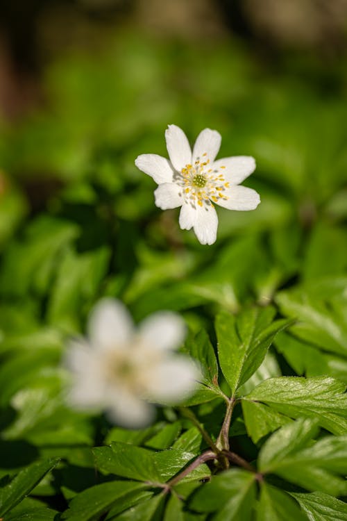 Close-up of a Wood Anemone 