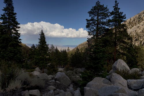 A Mountain Landscape with Conifer Trees under Blue Sky 