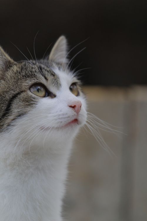 Free Charming close-up of a curious kitten looking upwards with a blurred background. Stock Photo