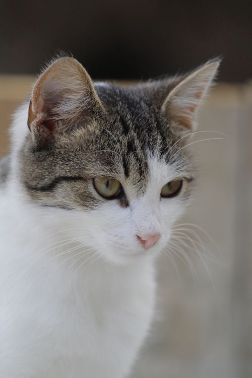 Free Adorable close-up portrait of a young domestic cat with striking eyes. Stock Photo