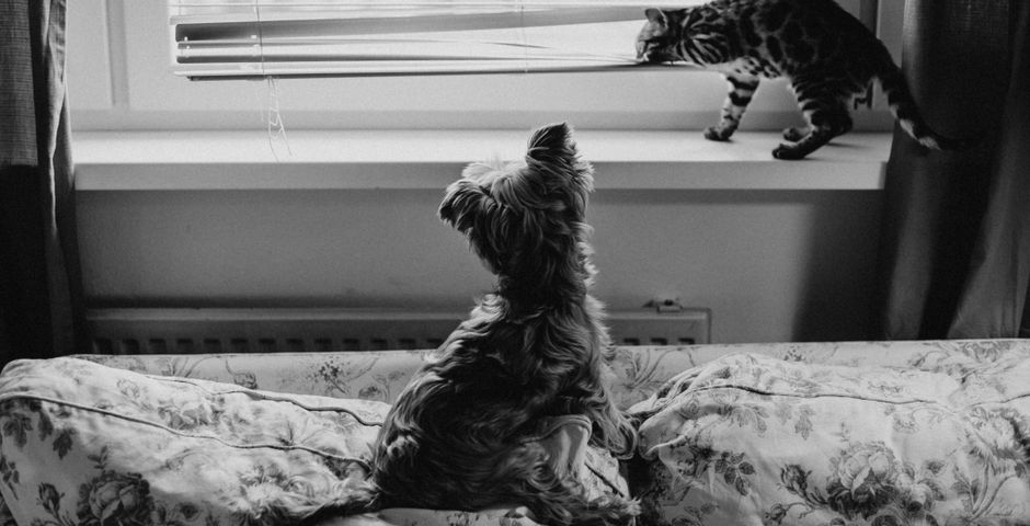 A cat and a small dog relaxing in a living room — gel-bait treatment lets pets stay home