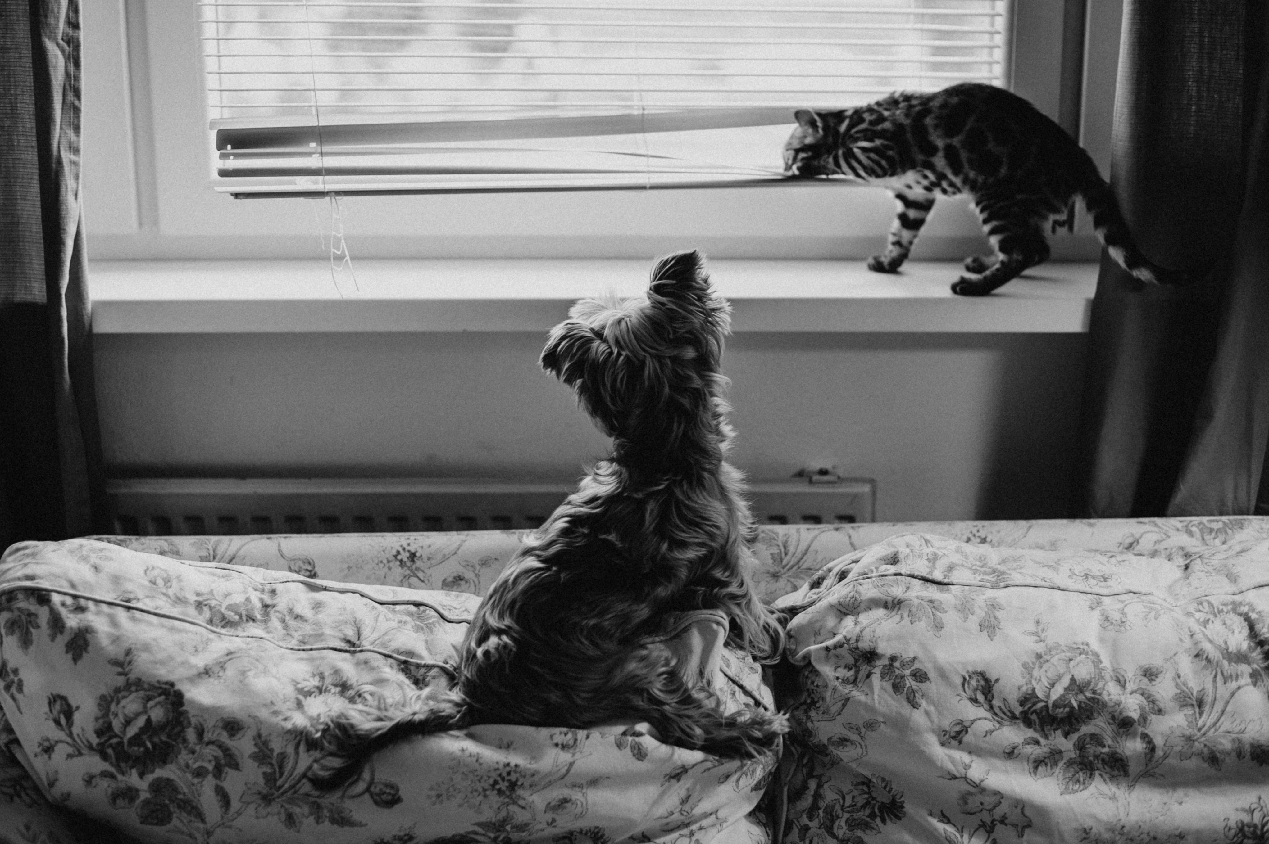 Free A Yorkshire terrier and a Bengal cat interact on a sofa next to a window indoors. Stock Photo