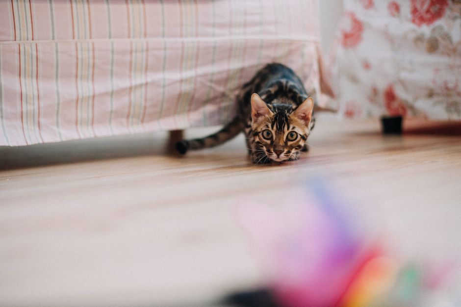 A curious Bengal cat crouches playfully on a wooden floor indoors, focused on a colorful toy.