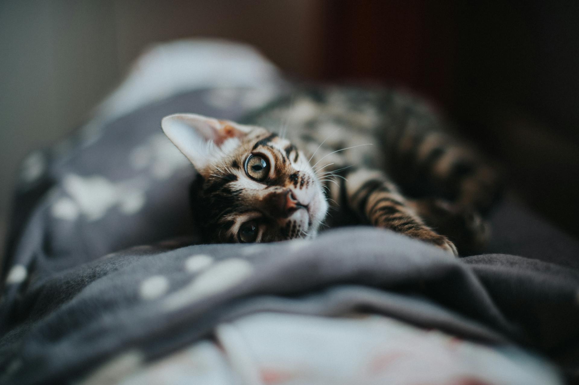 Close-up of a Domestic Cat