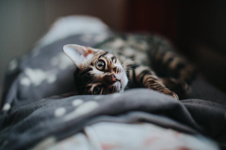 Close-up Of A Domestic Cat 