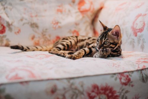 Free Adorable Bengal kitten lounging on a floral patterned sofa indoors. Stock Photo