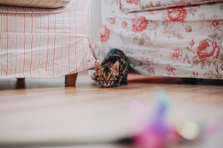 A Little Cat Playing With Toy