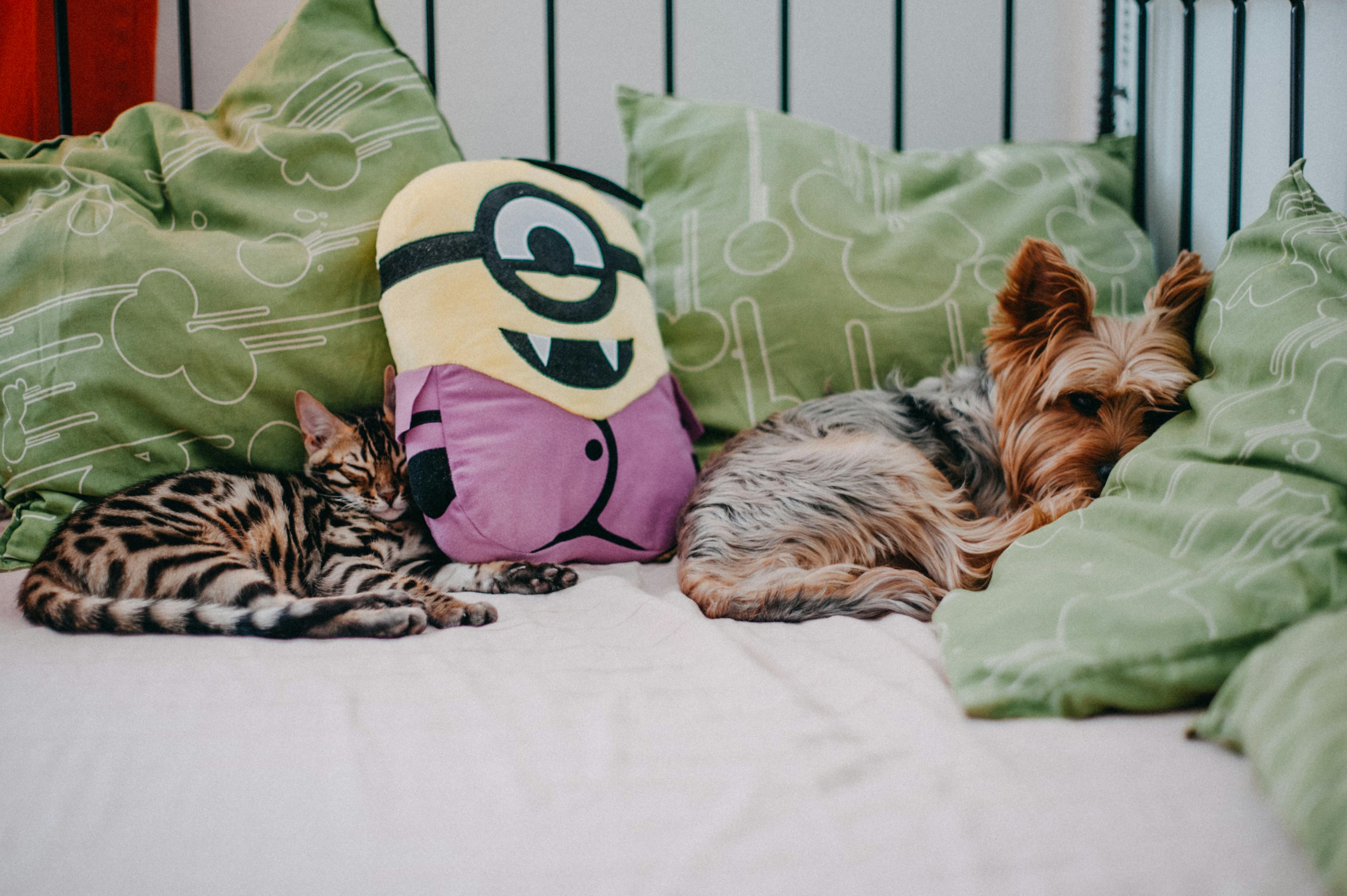 Free A Bengal cat and a Yorkshire Terrier sleeping on a bed with green pillows and a plush toy. Stock Photo