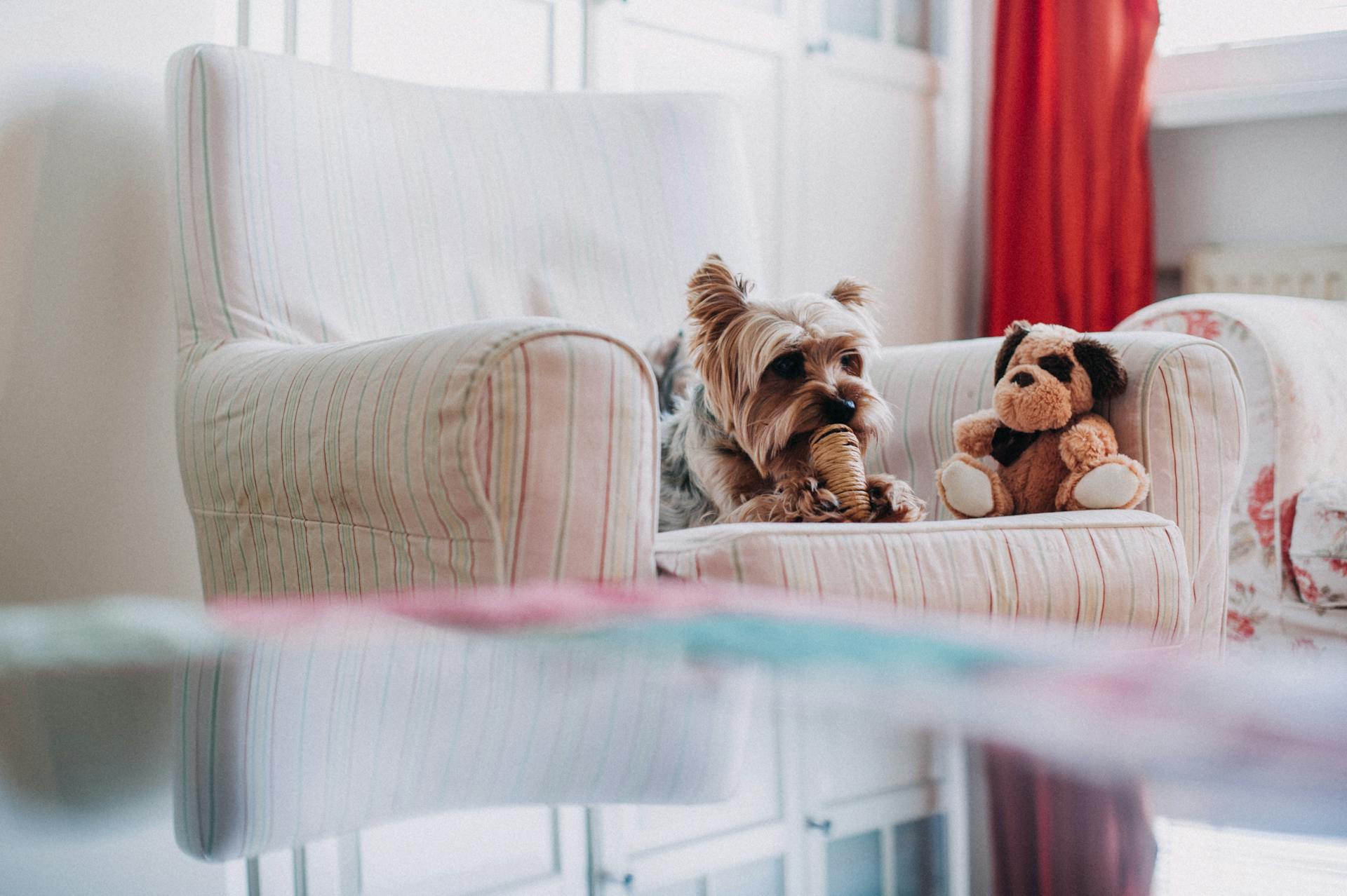 A Yorkshire Terrier on an Armchair