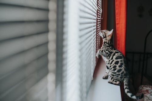 A Bengal Cat on a Windowsill 