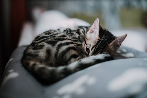 Close-up of a Bengal Kitten on a Sofa