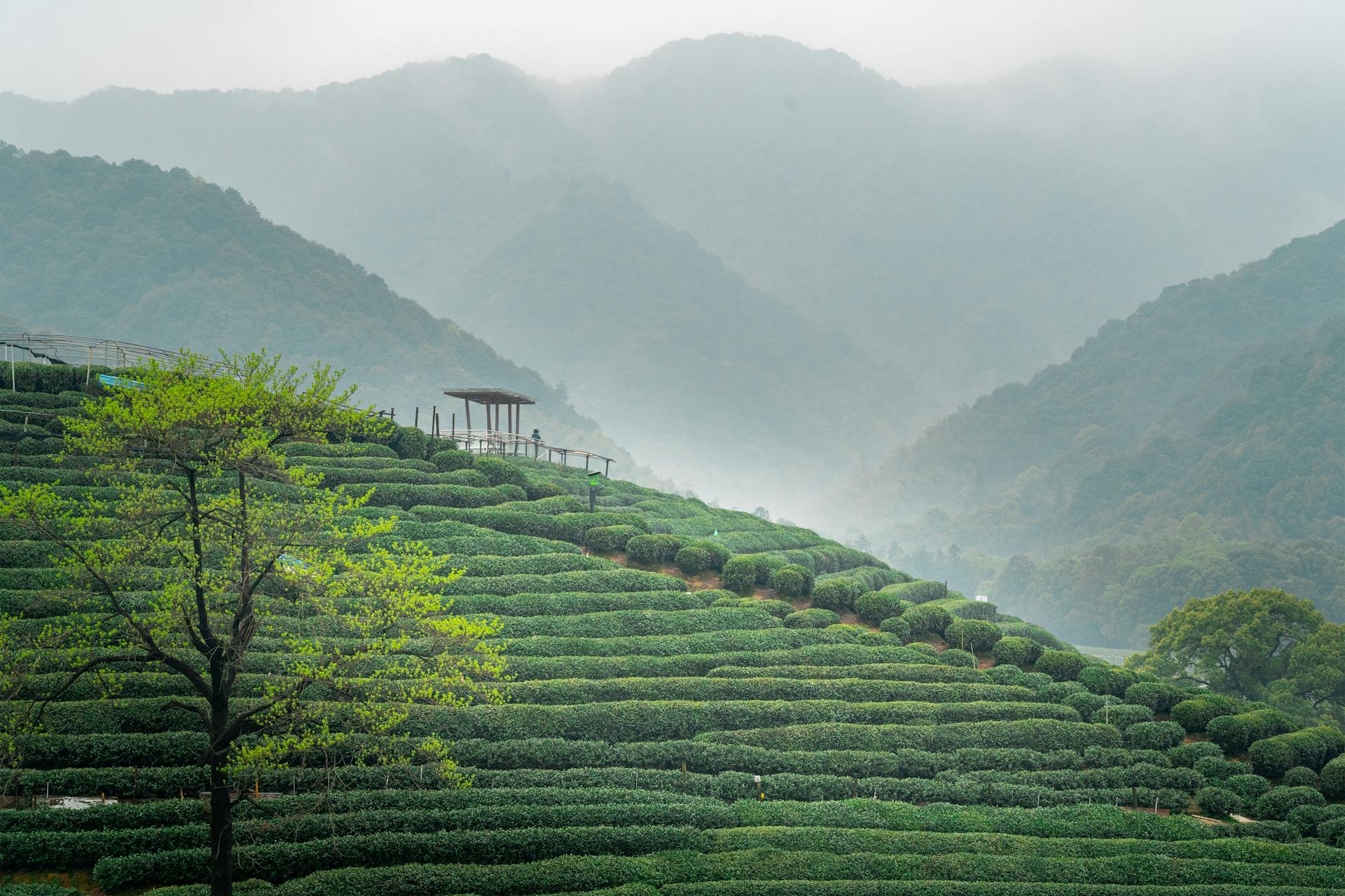 Beautiful misty tea terraces in Hangzhou, Zhejiang Province, China, enveloped in fog