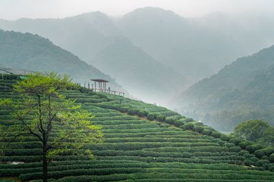 碧绿茶山