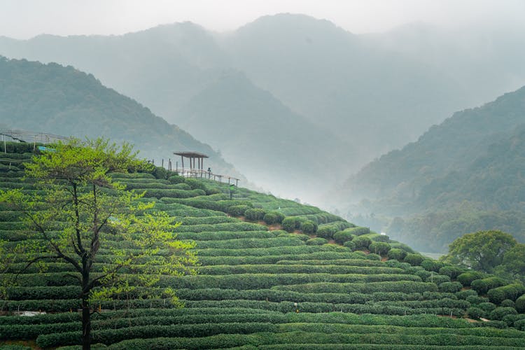 Tea Field On Terraces On Hillside In China