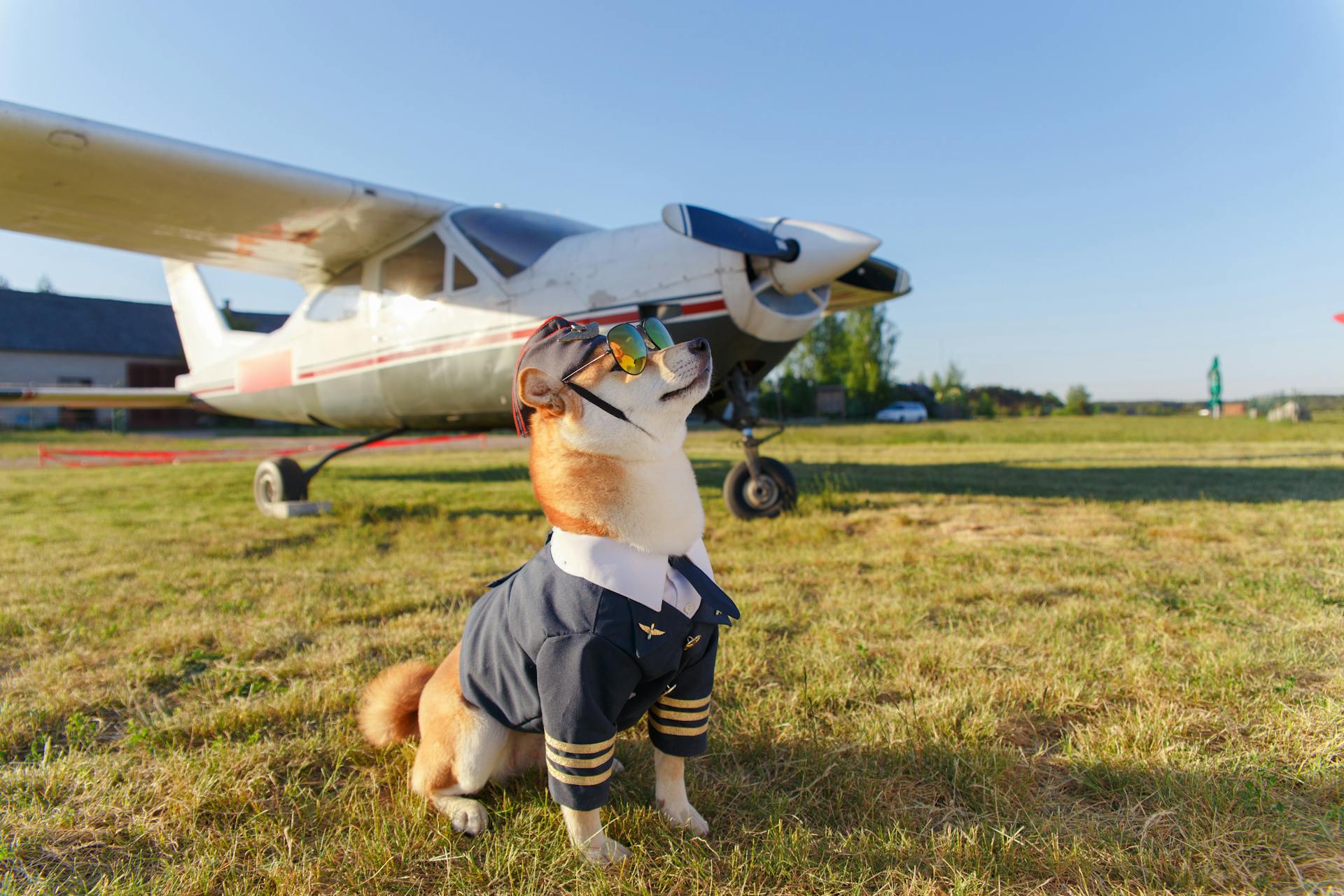 Funny photo of the Shiba Inu dog in a pilot suit at the airport