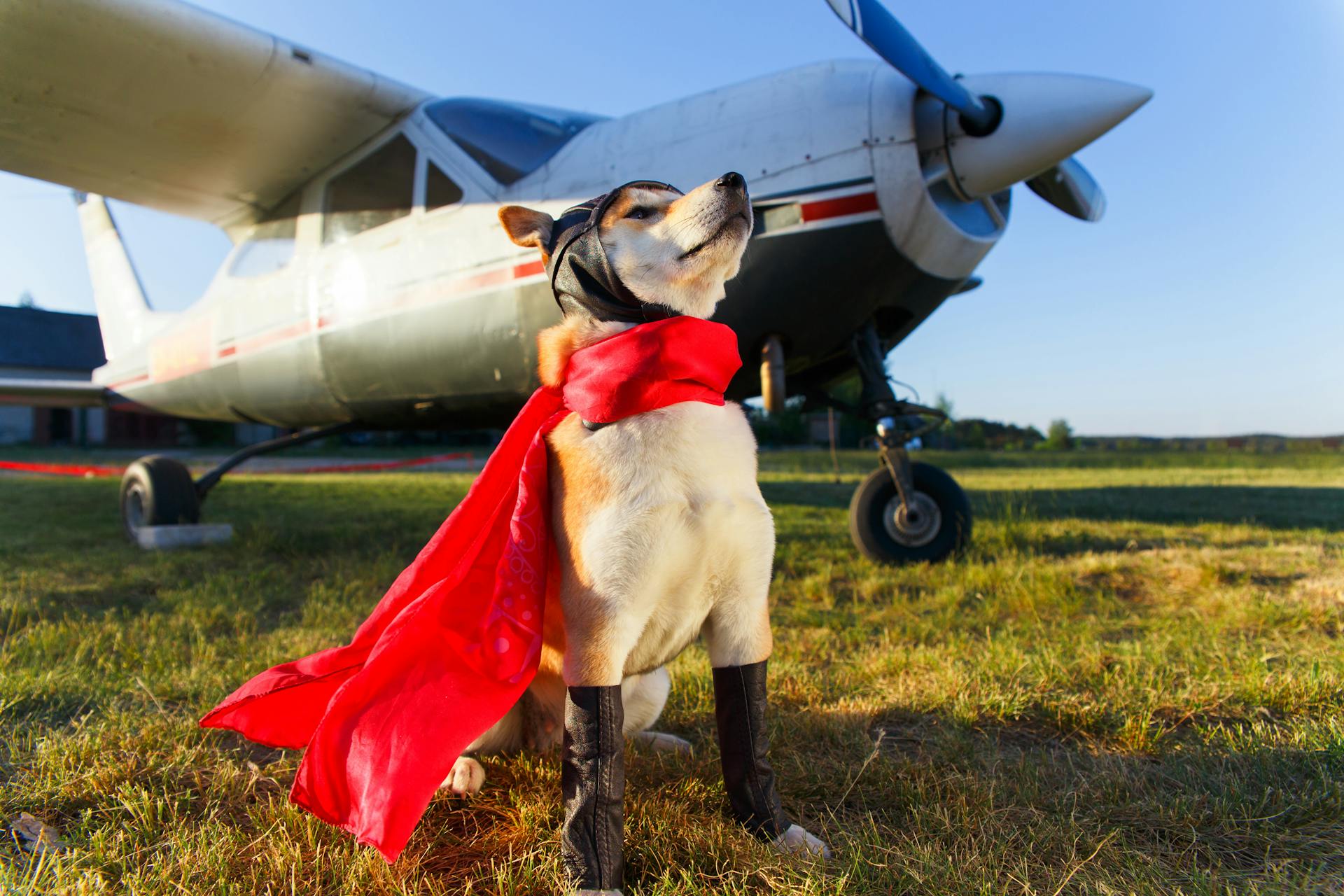 Funny photo of the Akita inu dog in a pilot suit at the airport