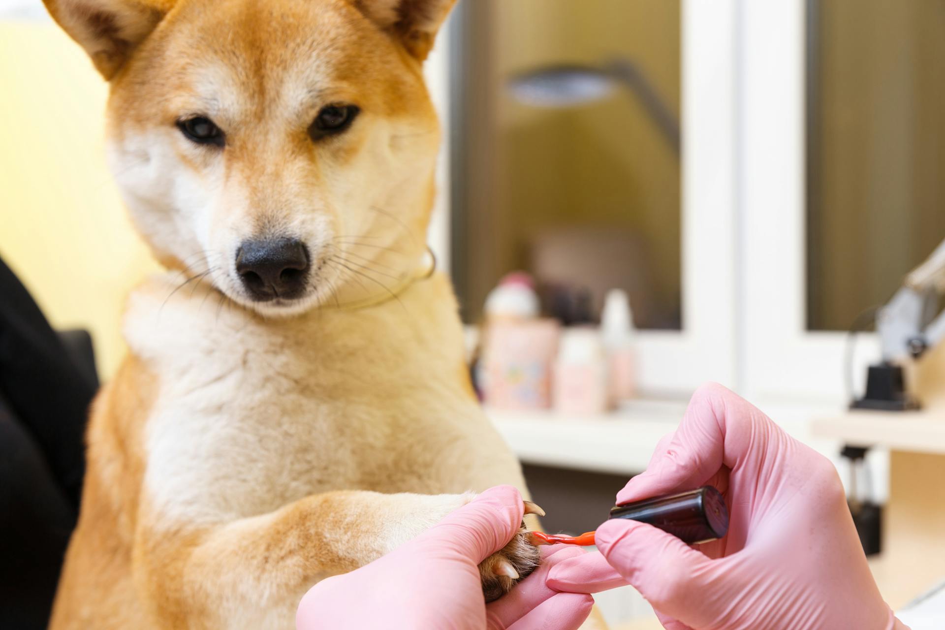 Shiba Inu dog an appointment at the beautician in a beauty salon. Close up.