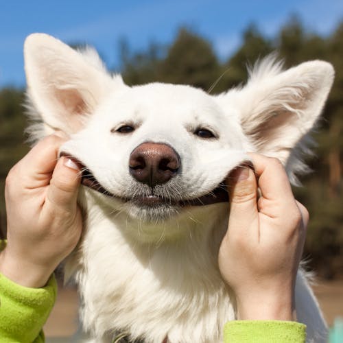 Swiss Shepherd dog smiles with man`s help