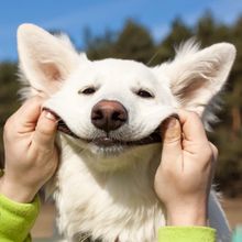 Happy dog — photo by Aliaksei Smalenski on Pexels