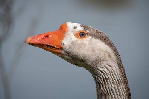 Free Detailed close-up of a Chinese goose with distinct white plumage and orange beak. Stock Photo