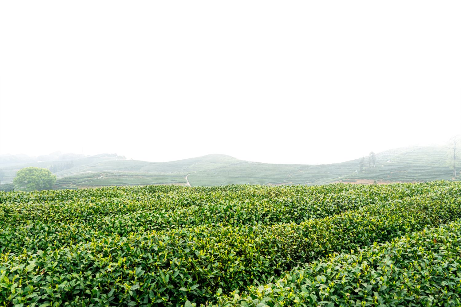Tea Plantation Origin