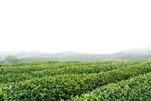 Free A vibrant green tea plantation in Hangzhou, showcasing China's rich agricultural landscape. Stock Photo