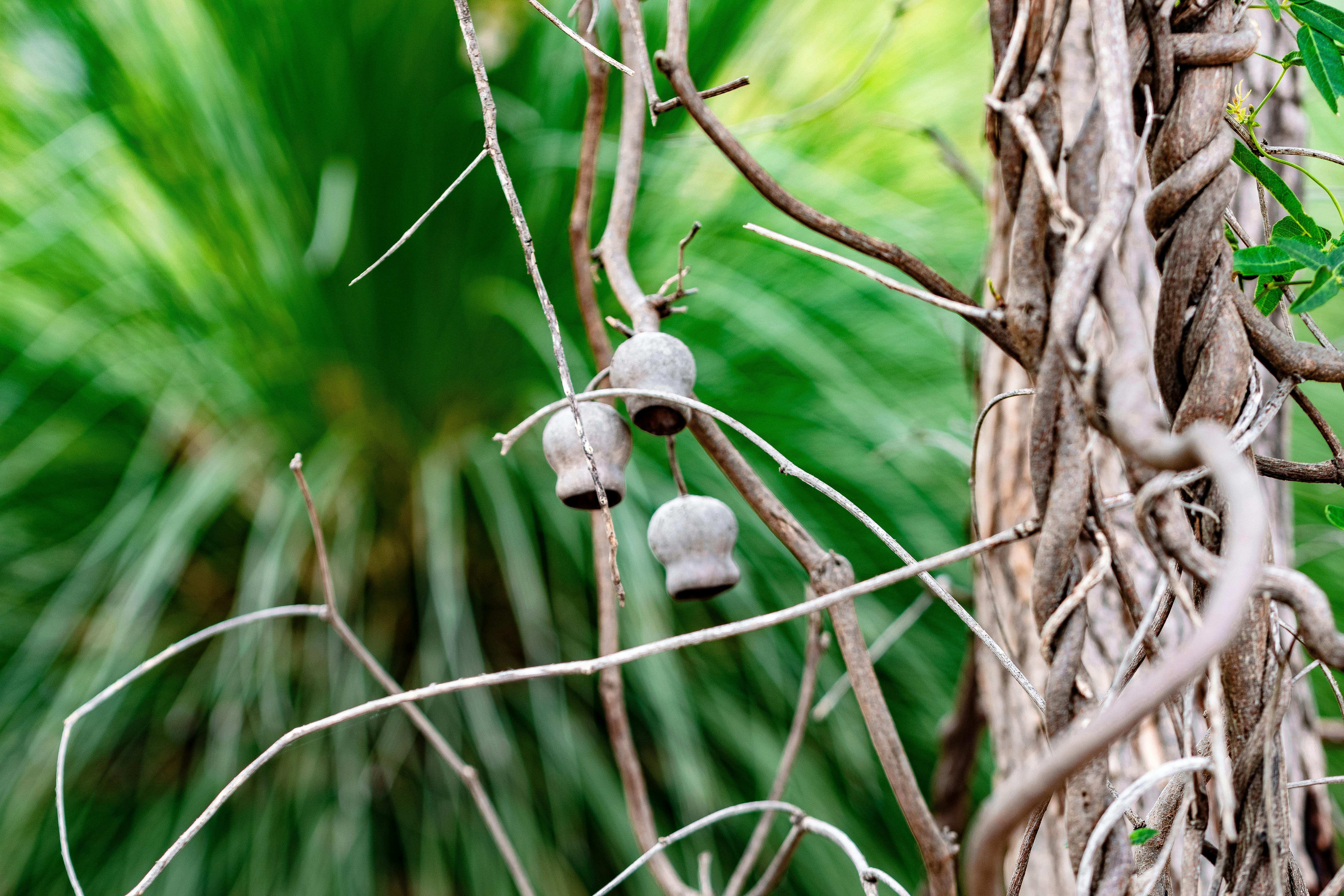 Free stock photo of branches, bush, gum nuts