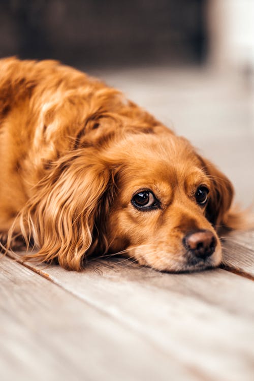 Gratis stockfoto met aan het liegen, babyhondje, beest