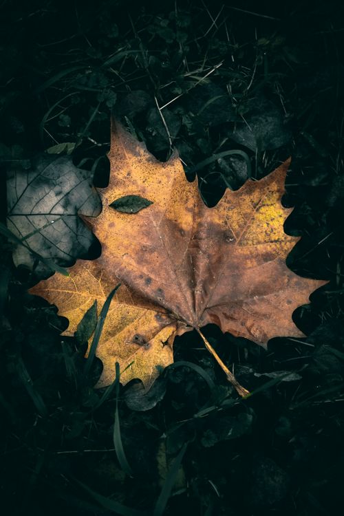 Free A solitary maple leaf in warm autumn colors lies on the dark forest ground. Stock Photo