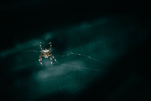 Free Detailed close-up of a spider on its web, capturing the eerie beauty of a dark setting. Stock Photo