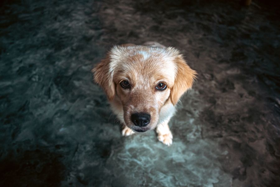 Calm small dog resting on carpet indoors