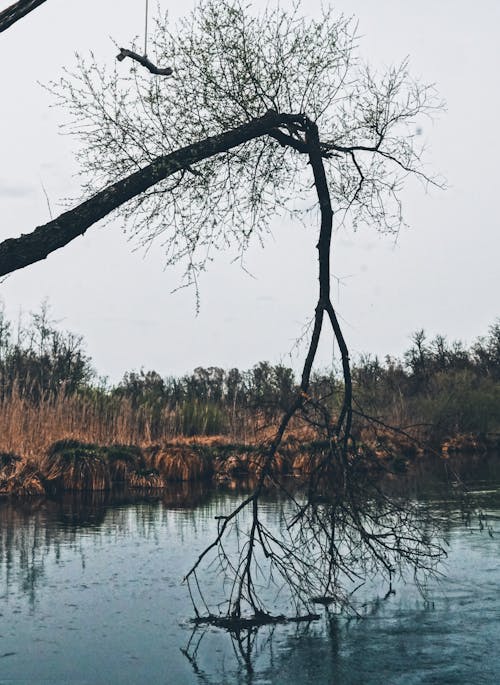 Gratis lagerfoto af gren, itu, lodret skud