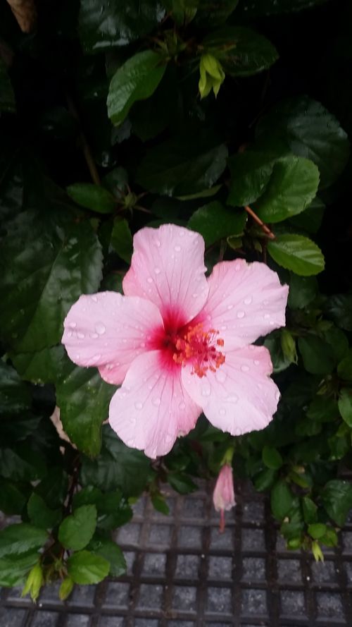 Free stock photo of beautiful flowers, mothernature, pink flower Stock Photo