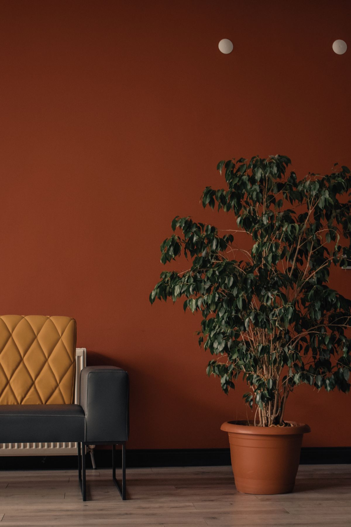 Cozy living room with sofa and lush houseplant