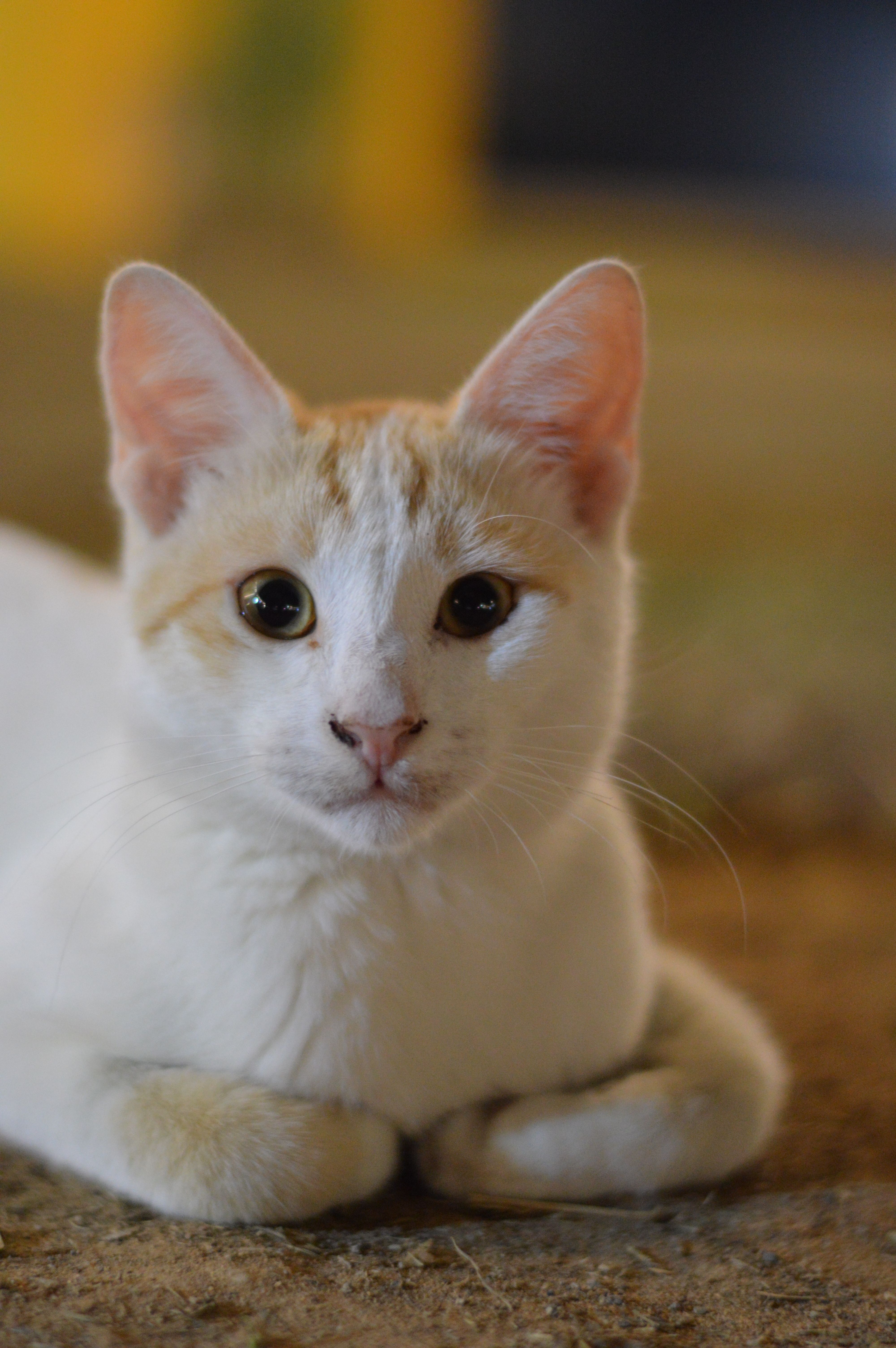 Close up of White Cat · Free Stock Photo