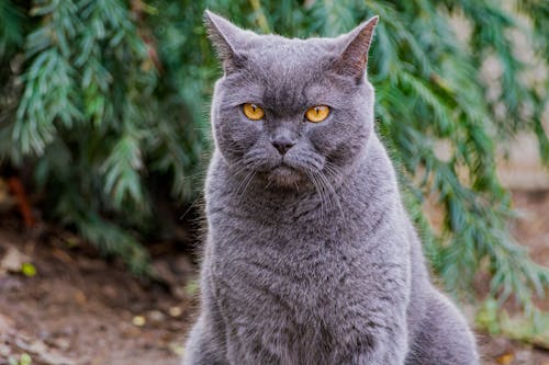 Foto profissional grátis de animais de estimação, fechar-se, foco seletivo