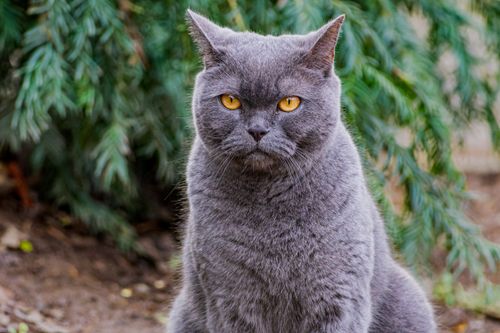 Free Majestic British Shorthair cat with golden eyes seated in the garden. Stock Photo