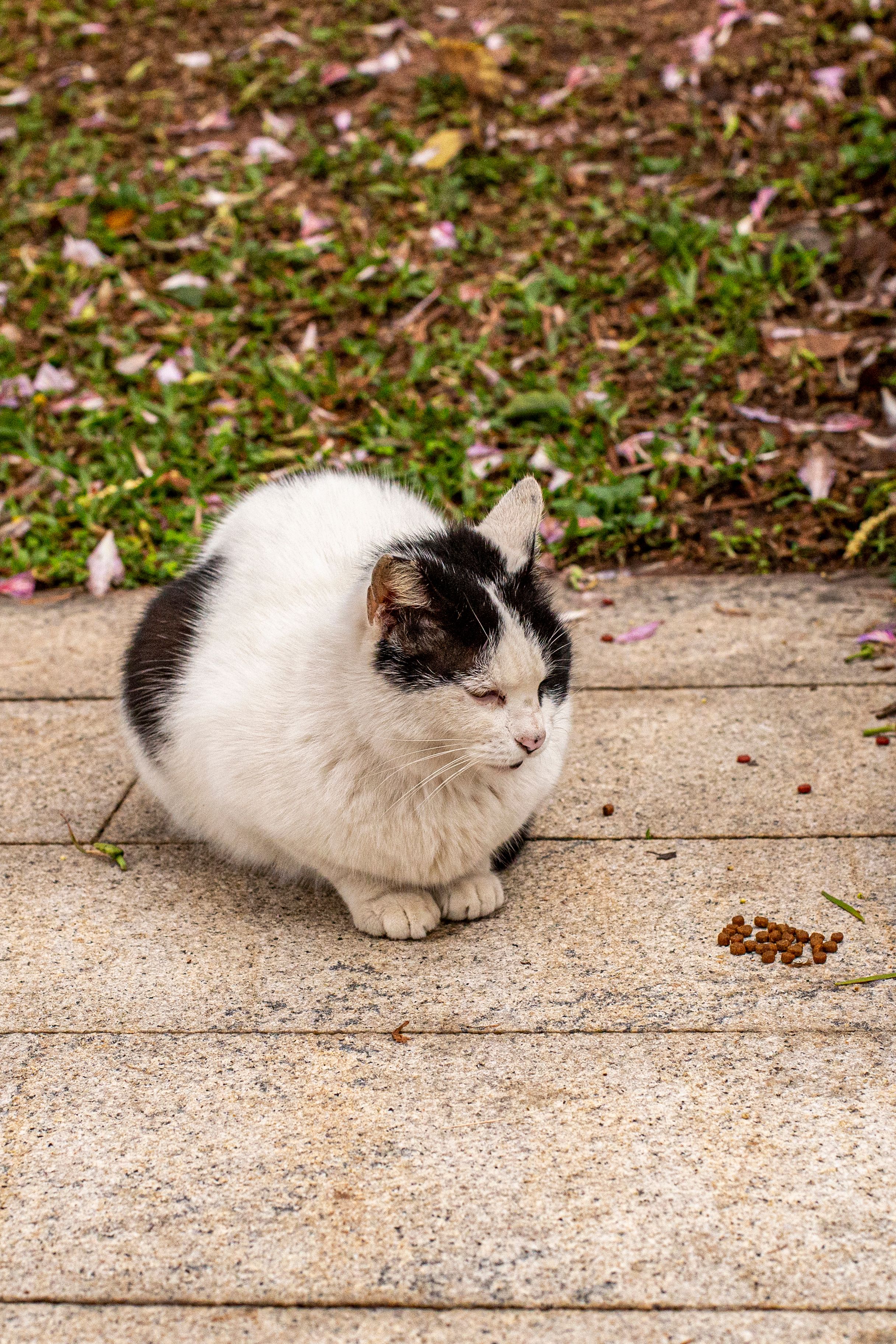 A Black and White Cat Sitting on a Pavement · Free Stock Photo