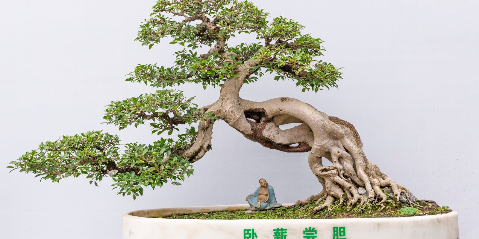 A large, old bonsai tree with a thick, twisted trunk and exposed roots is displayed in a shallow white pot, featuring a small meditating figurine at its base. Chinese characters are visible on the pot.