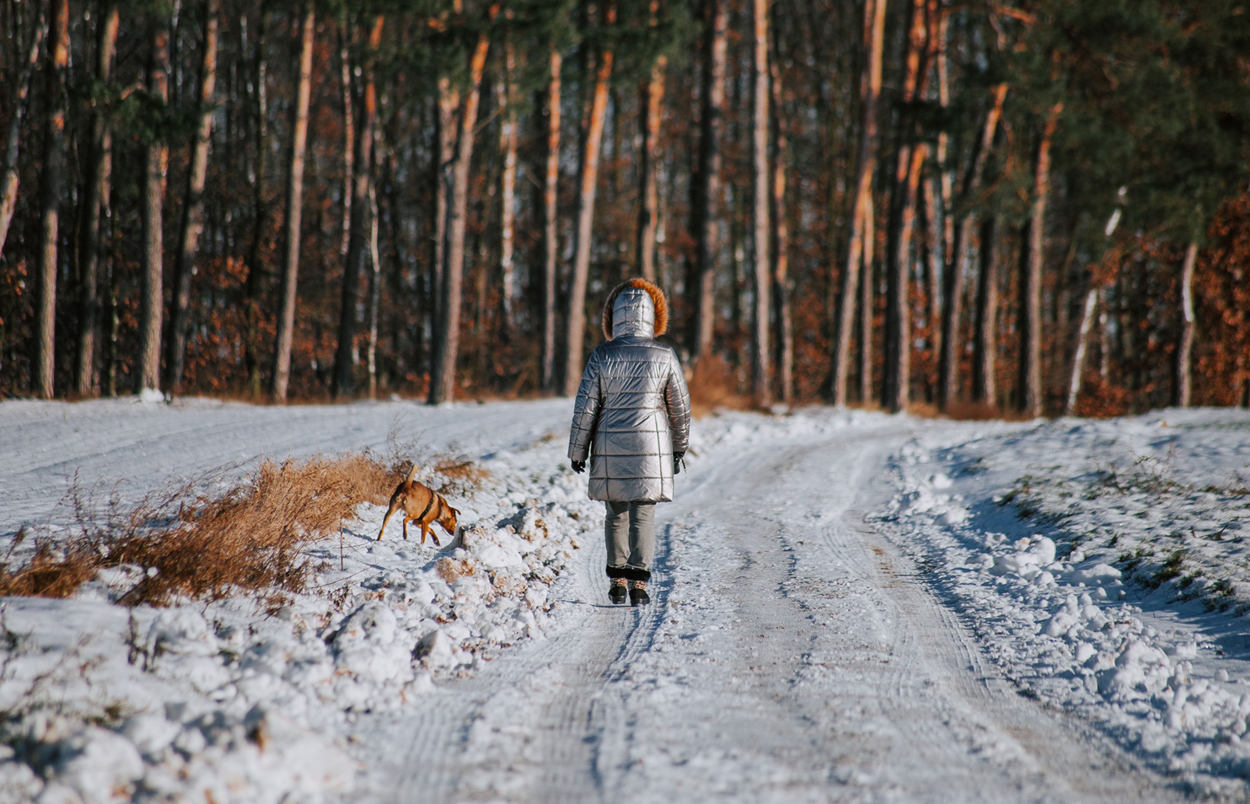 Woman in silver coat walks with dog along snowy forest road in winter landscape.